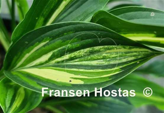 Hosta Buffalo Black Soup