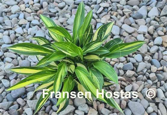 Hosta Buffalo Black Soup