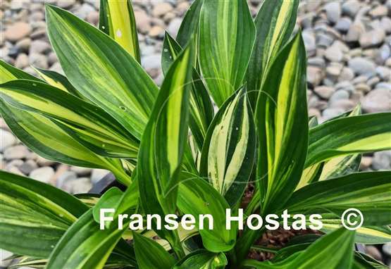 Hosta Buffalo Black Soup