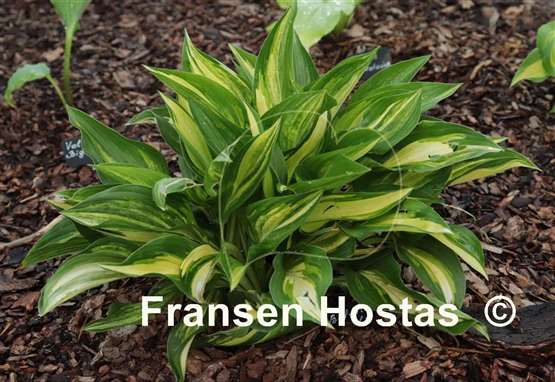Hosta Buffalo Black Soup