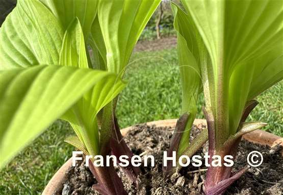 Hosta Buffalo Designer Genes