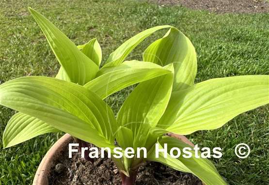 Hosta Buffalo Designer Genes