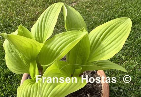 Hosta Buffalo Designer Genes