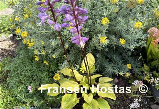 Hosta Buffalo Designer Genes