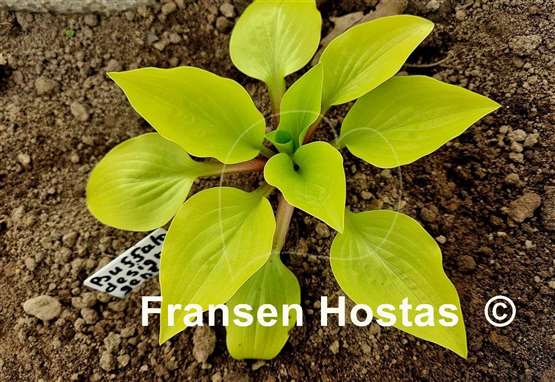 Hosta Buffalo Designer Genes