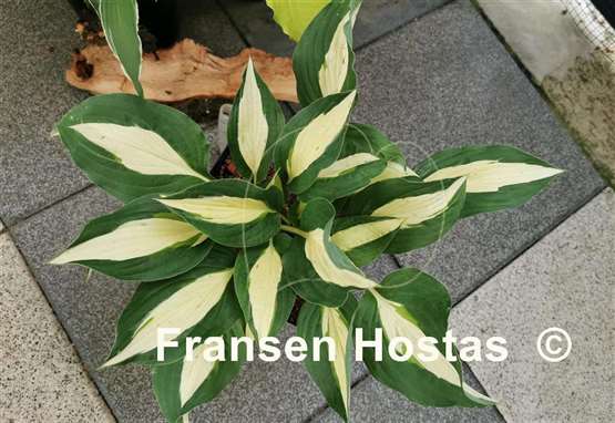 Hosta Buffalo Spring Beauty