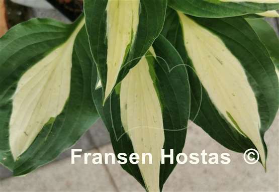 Hosta Buffalo Spring Beauty