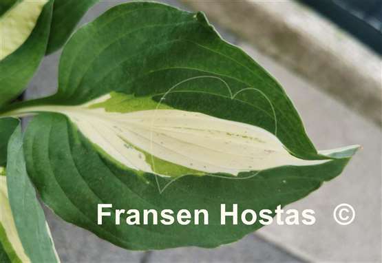 Hosta Buffalo Spring Beauty