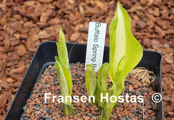 Hosta Buffalo Spring Beauty