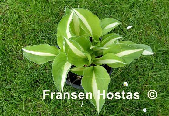 Hosta Buffalo Spring Beauty