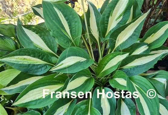 Hosta Buffalo Spring Beauty