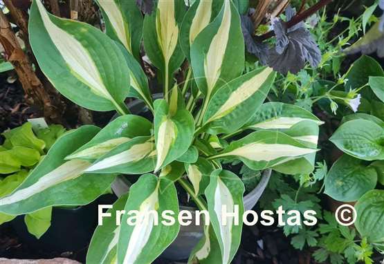 Hosta Buffalo Spring Beauty