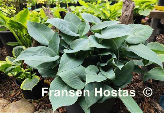 Hosta Bulletproof