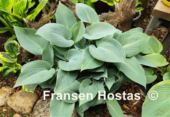 Hosta Bulletproof