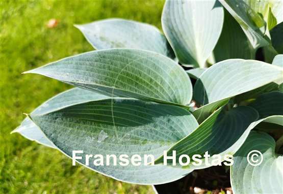 Hosta Bulletproof