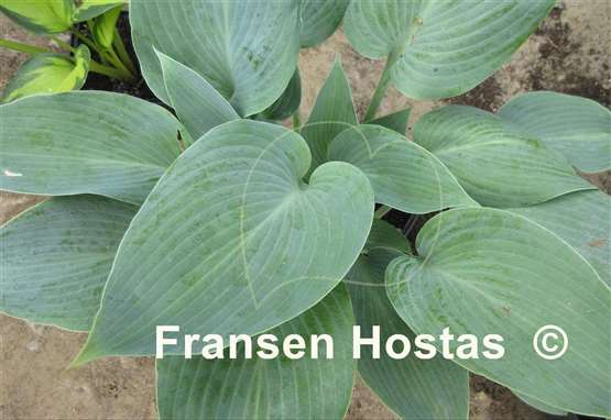 Hosta Bulletproof