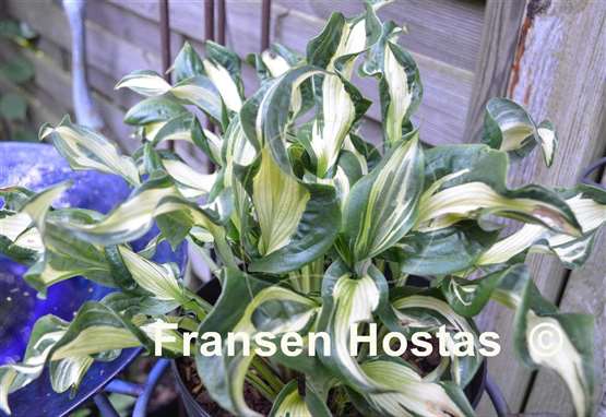 Hosta Bullfrog