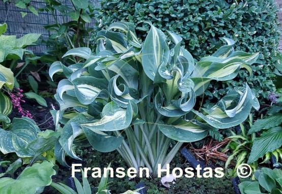 Hosta Bullfrog