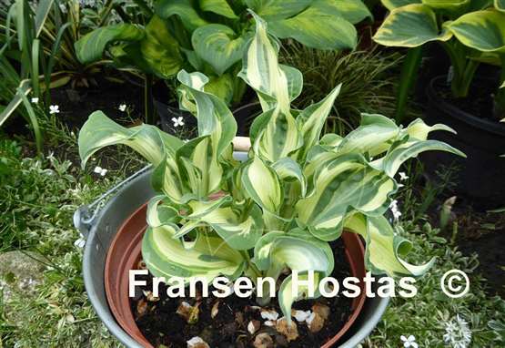 Hosta Bullfrog