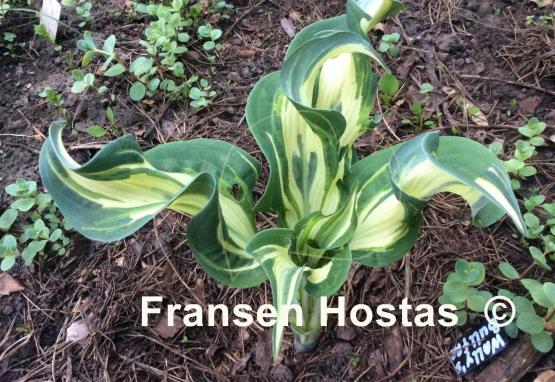 Hosta Bullfrog