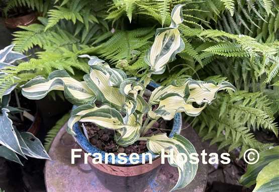 Hosta Bullfrog