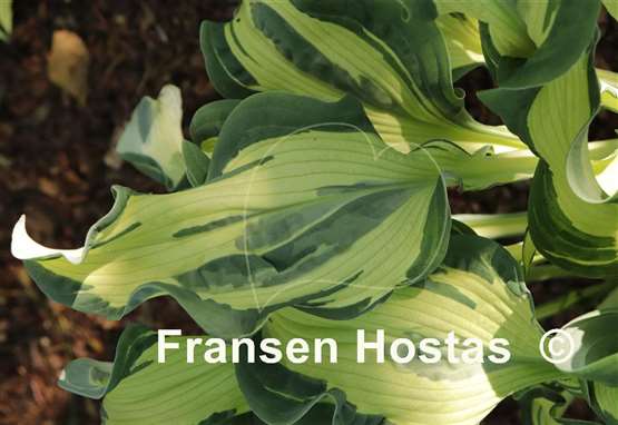 Hosta Bullfrog
