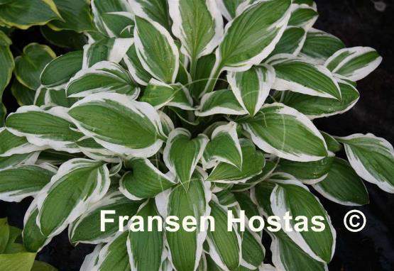 Hosta Bunchoko