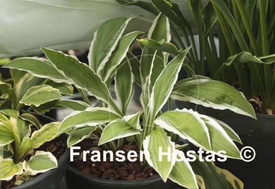 Hosta Bunchoko