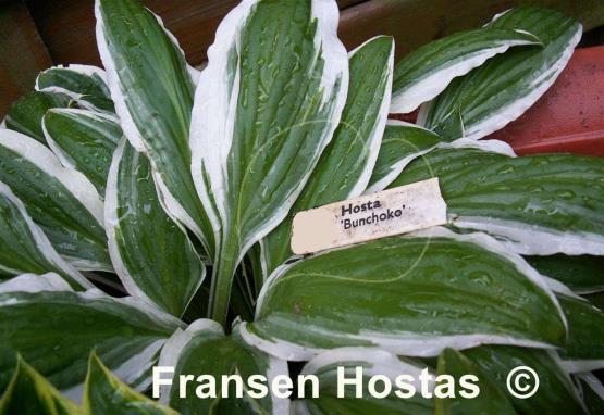 Hosta Bunchoko