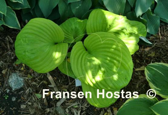 Hosta Buster