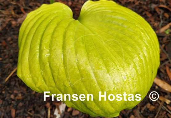 Hosta Buster