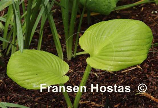 Hosta Buster