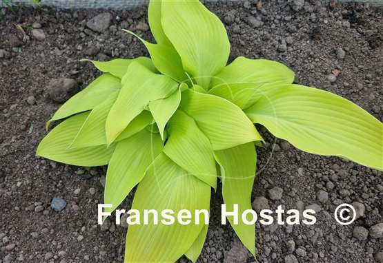 Hosta Butter Cream