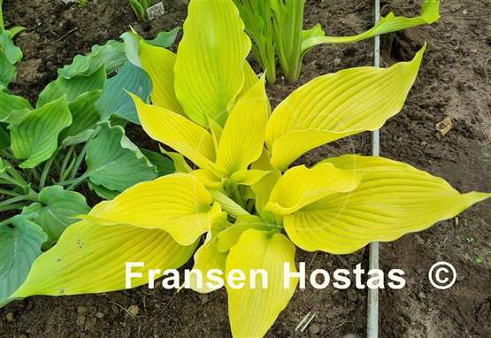 Hosta Butter Cream