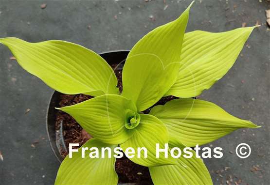 Hosta Butter Cream