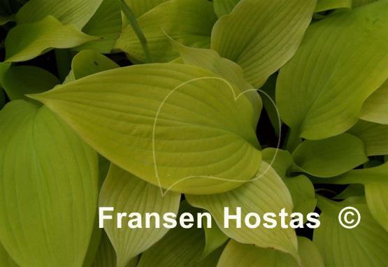 Hosta Butter Cream