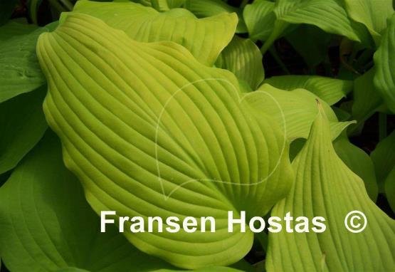 Hosta Butter Cream