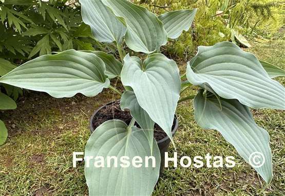 Hosta Buttonwood Bay