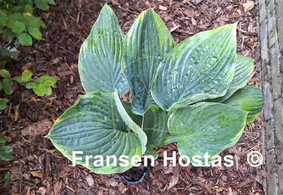 Hosta By the Way