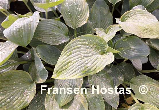Hosta By the Way