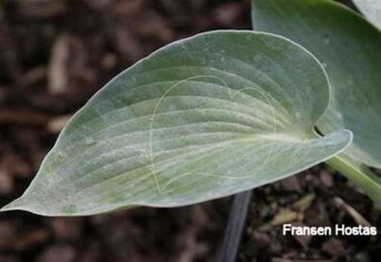 Hosta Betcher's Blue