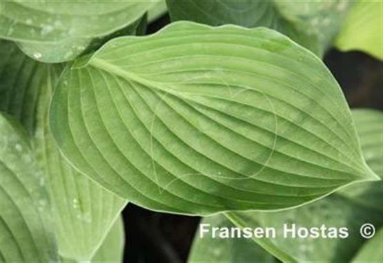 Hosta Bette Davis Eyes