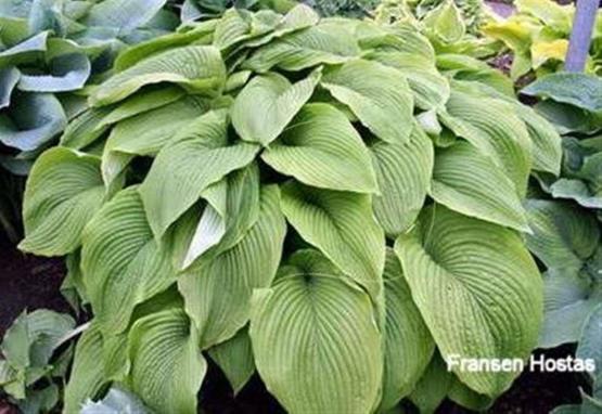 Hosta Big Boy