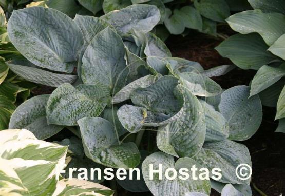 Hosta Big Daddy