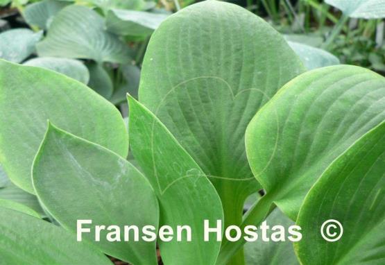 Hosta Biggie