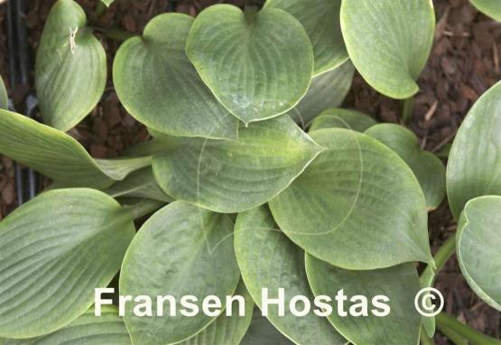 Hosta Biggie