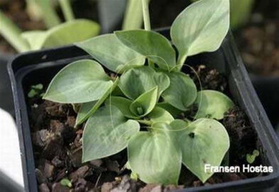 Hosta Bill Dress's Blue