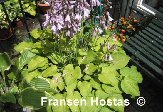 Hosta Birchwood Parky's Gold