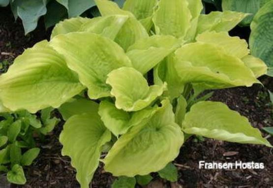 Hosta Birchwood Ruffled Queen