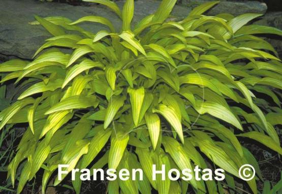 Hosta Bitsy Gold